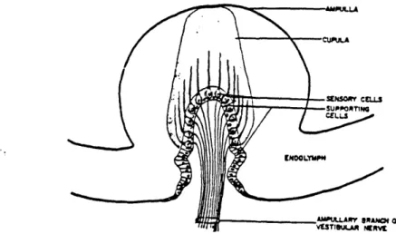 Figure  2.6:  Schematic drawing  of  type  i and  type  I Hair  cells