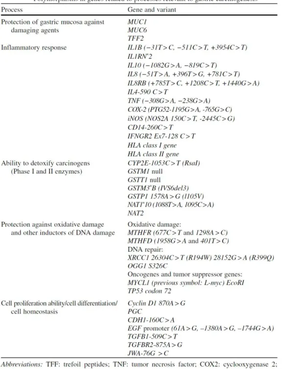 Table 1.1.  Polymorphisms in genes that have been studied for association with gastric cancer (Note: not all SNPs  presented in the table have effects on gastric cancer) 153 