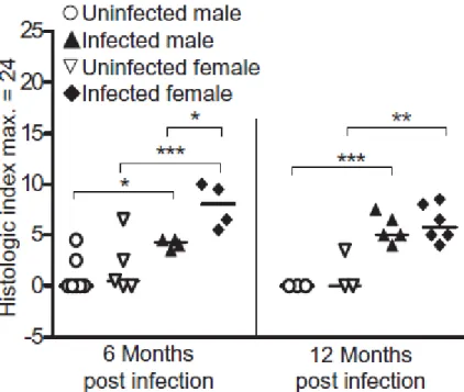 Fig. 2.1. H. pylori infection elicits more gastric pathologic processes in female mice at 6 mo