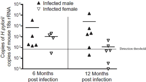 Fig. 2.3. H. pylori levels in the stomach were lower in infected females at 12 MPI. Values represent the  number of H