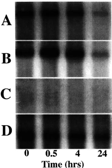 Figure  2.4:  Northern  blot  analysis  for  one  of  three  similar  experiments  to  examine kinetics  of mRNA  change  due  to  50%  static compression  using  bovine  probes  for:  A) aggrecan  GI  domain;  B)  collagen  type  Ila;  C)  iNOS;  and  D) 