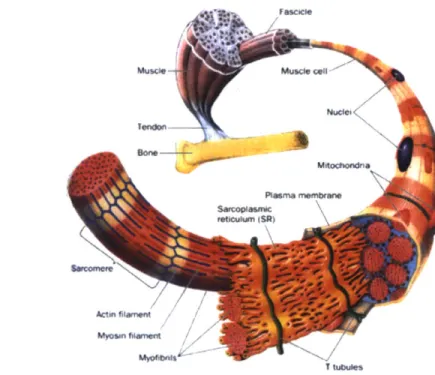 Fig.  1.1  Hierarchical structure of skeletal  muscle  organ.[24]