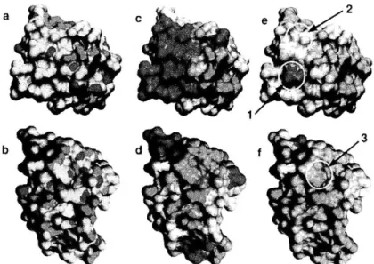 Figure 6.  (a,b)  Hydrophobin  is a  small  globular  protein,  shown  from two  angles
