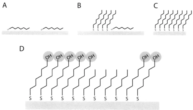 Figure  1. Self-assembled  monolayers  form on  gold using  alkylthiols.  (A)  SAM  formation proceeds  when  alkylthiols  begin to  adsorb  parallel  to  the  gold  surface