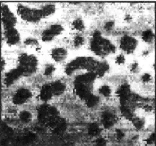 Figure  2.  Scanning  tunneling  microscopy  can  image  the  domains  formed  when  a bicomponent  SAM  phase  separates