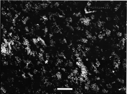 Figure  5.4  ESEM  micrograph  of alloy SA2  exposed to argon-20%  oxygen at 800 0 C for 20 hours.