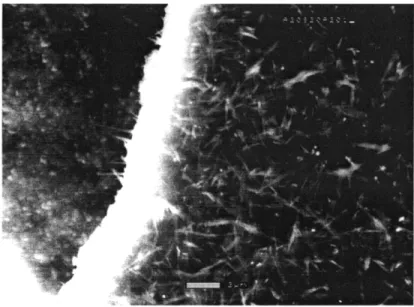 Figure  5.5  ESEM  micrograph  of alloy  A2  exposed  to argon-20%  oxygen  at 800 0 C for  20 hours.
