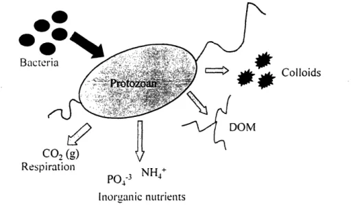 Figure  1-2.  Carbon and nutrient cycles in model system containing protozoa and  bacterial prey.