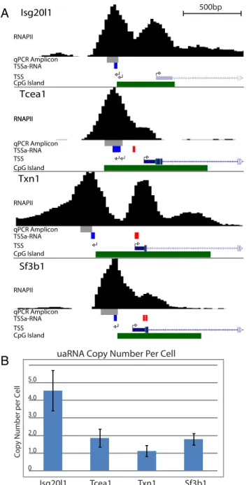 Fig. S2. Capped antisense RNA from divergent transcription initiate upstream of antisense TSSa-RNAs