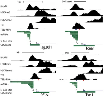 Fig. 1. Capped antisense RNA from divergent transcription initiate up- up-stream of antisense TSSa-RNAs and display 3 ′ heterogeneity