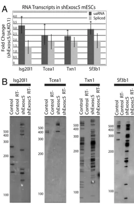 Fig. 2. uaRNA transcripts are substrates for the exosome. ( A ) Relative levels of uaRNA (gray amplicon in Fig
