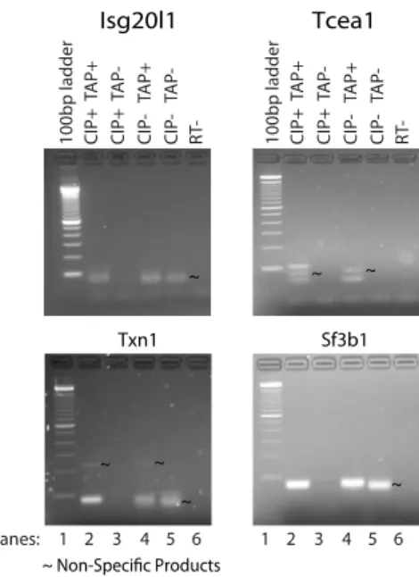 Fig. S1. uaRNAs contain a cap structure at the 5 ′ termini. All PCR products were collected from the gel, cloned into a TOPO vector, and transformed into competent cells