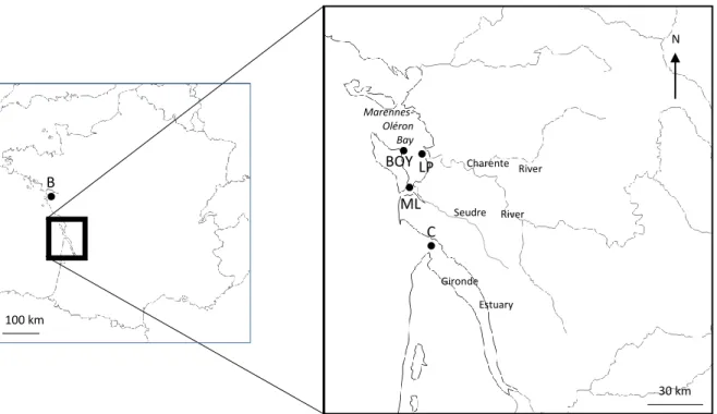 Figure  1.  Estuarine  sampling  areas  in  French  Atlantic  coast.  Location  of  reference  (B,  Bouin)  and  transplantation  sites:  Boyard  (BOY),  Les  Palles  (LP),  Mus  du  Loup  (ML)  in  the  Marennes-Oléron  Bay  and  Cordouan  (C)  in  the  G