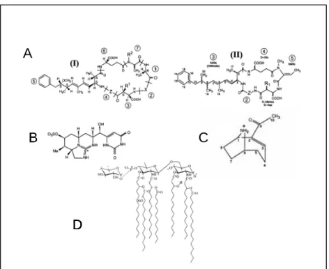 Figure 1 : Structure chimique des cyanotoxines. A: microcystines (I) et nodularines (II)  (X et Z sont des acides aminés variables, R = H ou CH3), B: cylindrospermopsine, C: 