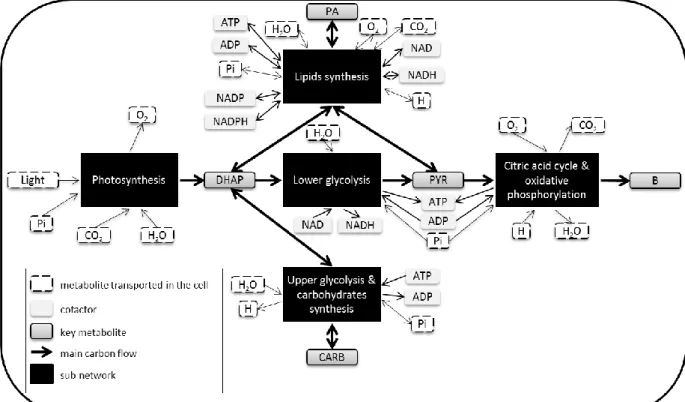 Fig 2: Central carbon network of Chlamydomonas reinhardtii decomposed into 5 sub-networks