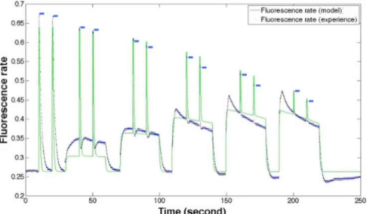 Fig. 6. Variation of experimental (blue curve) and simulated  (green curve) fluorescences through time