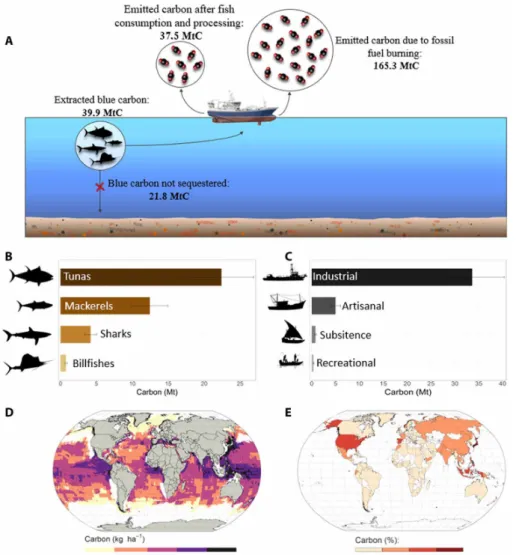 Fig. 1. Total blue carbon extraction of large fish since 1950. Fate of blue carbon and associated emissions (A)