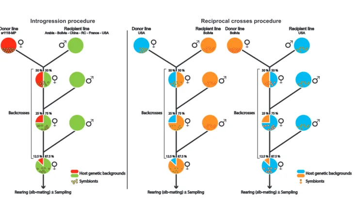 Figure 1: Introgression and reciprocal crosses procedures.  