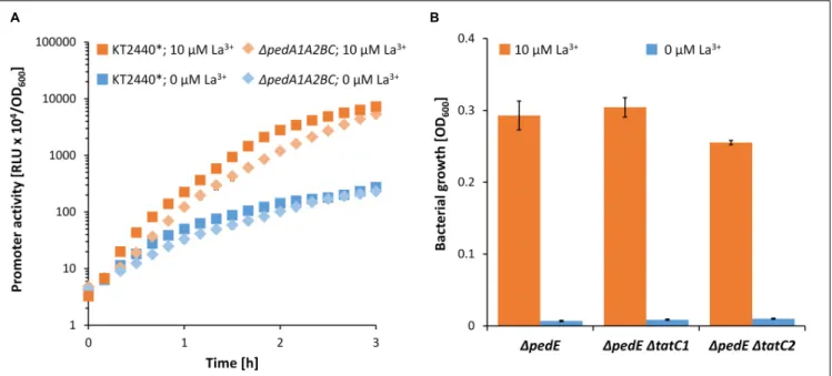 FIGURE 7 | (A) Promoter activities of the pedH promoter in the KT2440 ∗ and 1 pedA1A2BC background during incubation on 2-phenylethanol in presence (orange) or absence (blue) of 10 µ M La 3 + 