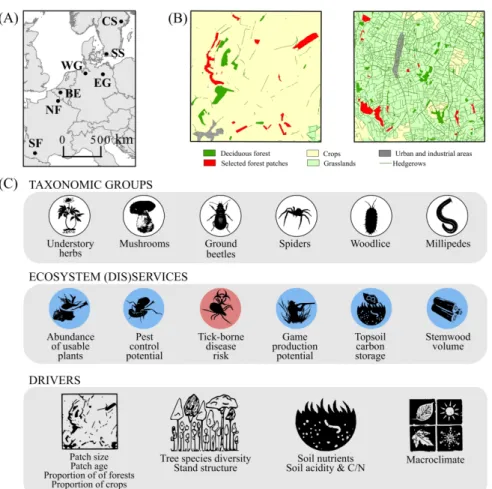 Figure 2: Sampling biodiversity and ecosystem services in small forest patches in agricultural landscapes