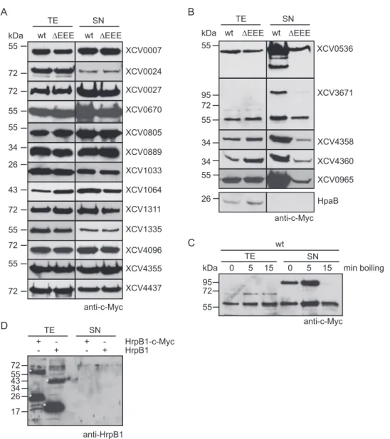 FIG 1 The T2S systems from X. campestris pv. vesicatoria strain 85-10 contribute to the secretion of the lipase XCV0536, the predicted protease XCV3671, and the putative xylanases XCV4358 and XCV4360
