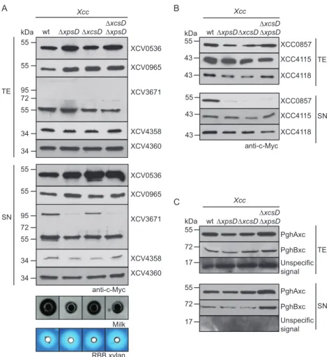 FIG 3 Secretion assays with X. campestris pv. vesicatoria and X. campestris pv. campestris strains revealed differences in T2S substrate specificities