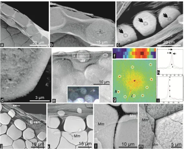 Figure 4. Structure and crystallography of the discoid mineral units at the shell growth  margin