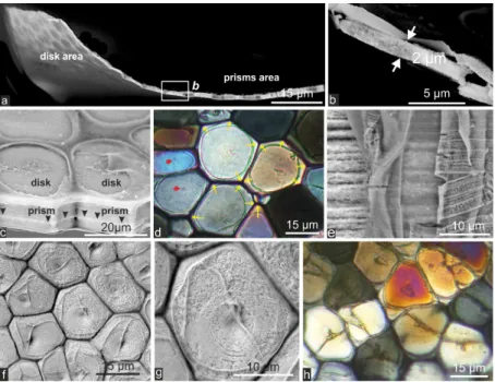 Figure 5. From individually growing disks to layered mineralization of prisms. (a, b): Lateral  view of a fractured juvenile Pinctada shell showing sections of the about 2 micron thick  disks; (c): View of the round shaped limits of the disks still visible