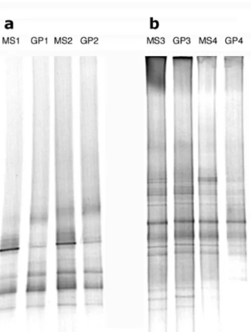 Fig. 2. Negative image of DGGE gels containing PCR-amplified seg- seg-ments of bacterial 16S rRNA genes from (a) Barcelona and (b)  Banyuls-sur-Mer sampling stations using the metal screen (MS) and the glass plate (GP)