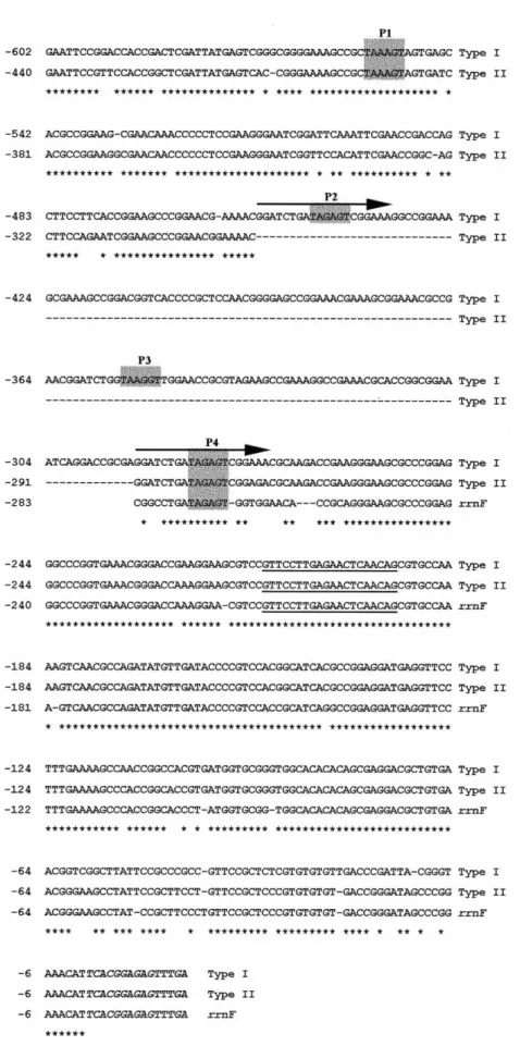 Fig. 2. Sequence alignment of type I, type II and rrnF promoter regions; type I and II DNA sequences are shown upstream from the beginning of the 16S rRNA coding region up to EcoRI site