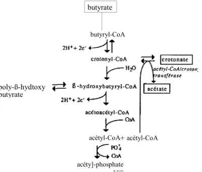 Figure 7  Schéma proposé pour la biodégradation du crotonate.