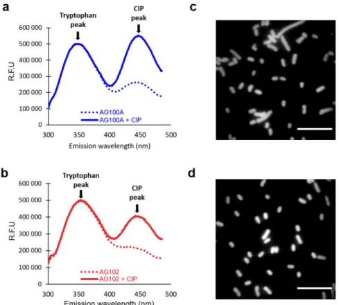 Fig. 2 UV ﬂ uorescence tracks FQs in bacteria. Spectro ﬂ uorimetry spectra and microspectro ﬂ uorimetry imaging of CIP accumulation measured in AG100A and AG102 populations (a and b, respectively) and in living individual cells (c and d)