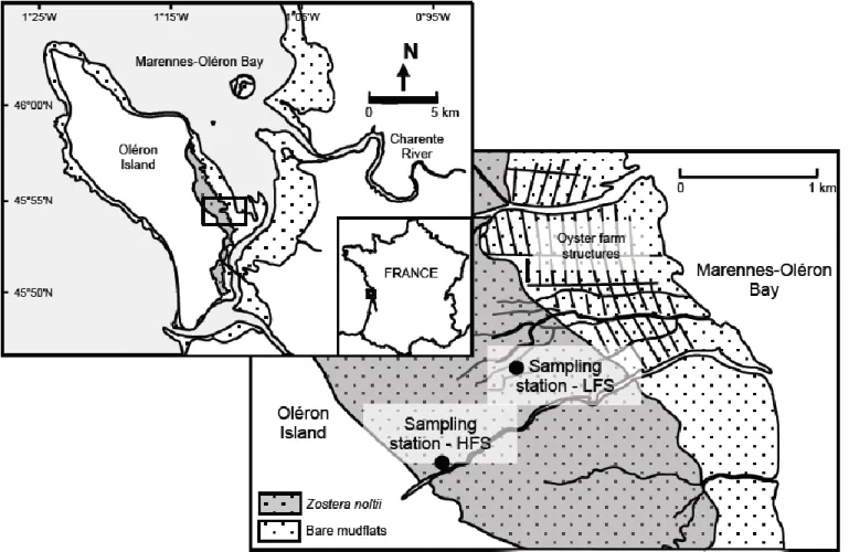 Figure 1. Overview of Marennes-Oléron Estuary study site, including the intertidal seagrass bed that was modeled