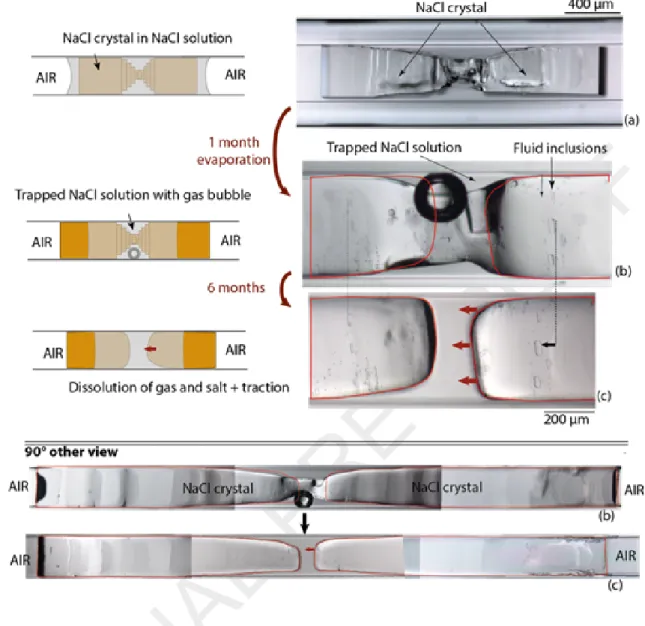 Figure  5.  Shrinkage  of  gas  bubble  trapped  in  the  solution  associated  with  salt  dissolution  and  salt  inward  traction  (fluid inclusions in halite act as markers)