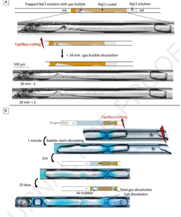 Figure 6. Disappearance of gas bubble after cutting the tube.