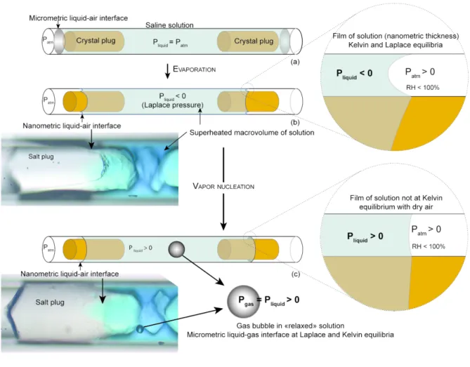 Figure 2. Main experimental steps modified from Bouzid et al., 2011b and Hulin and Mercury, 2019 (see text)