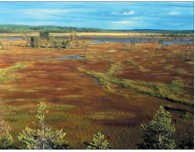 Figure 1. A pristine peatland. 
