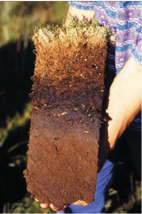 Figure 3. Peat profile taken on a mined peatland where successful regeneration has occurred through initial  colonization by the moss Polytrichum strictum and later recolonization by Sphagnum fallax