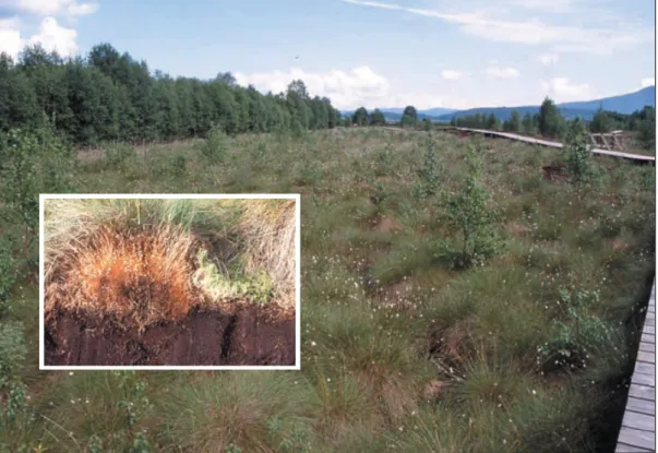 Figure 4. Sphagnum recolonization under the protection of cottongrass Eriophorum vaginatum, growing over a  former bare peat surface in the Swiss Jura Mountains