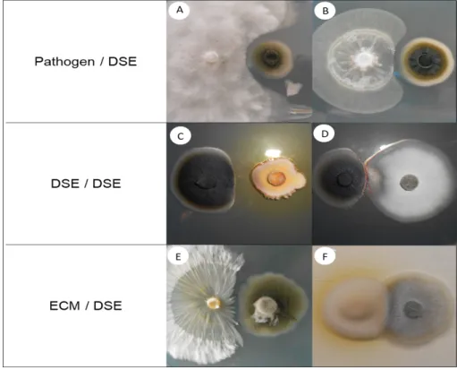 Fig. 4:  Dual inoculations among DSE, ectomycorrhizal, and phytopathogenic strains. 