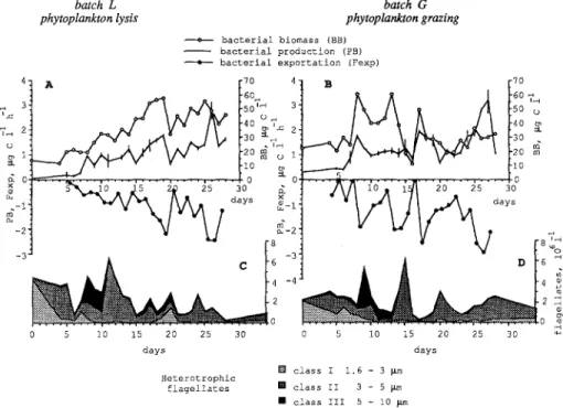 Fig.  5.  A,  B  Bacterial  biomass  (Ixg C  liter-i),  bacterial  production,  and  bacterial  export  (l~g  C  liter -1  h -1)  in  batches  L  (left)  and  G  (right)