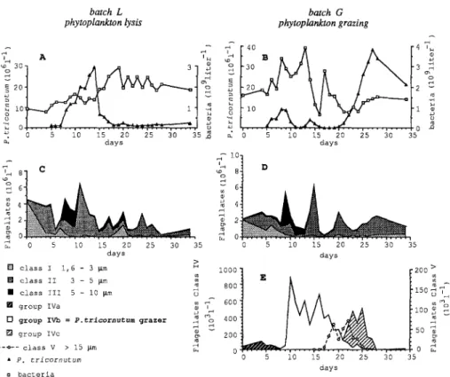Fig.  2.  Changes in numbers of microbial populations with time.  Batch L  (left):  decomposition  of  phytoplankton; batch G (right):  grazing of phytoplankton