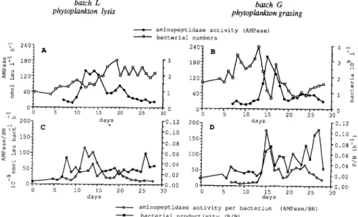 Fig.  3.  Total extracellular  proteolytic activity and bacterial  biomass (A,  B),  and proteolytic activity  per bacterium  and bacterial  productivity (C,  D),  in batches  L  (left)  and G  (right)