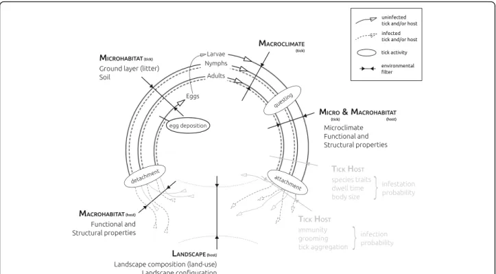 Fig. 1 Tick life-cycle with particular emphasis on the driver groups studied here and where they act in the life-cycle
