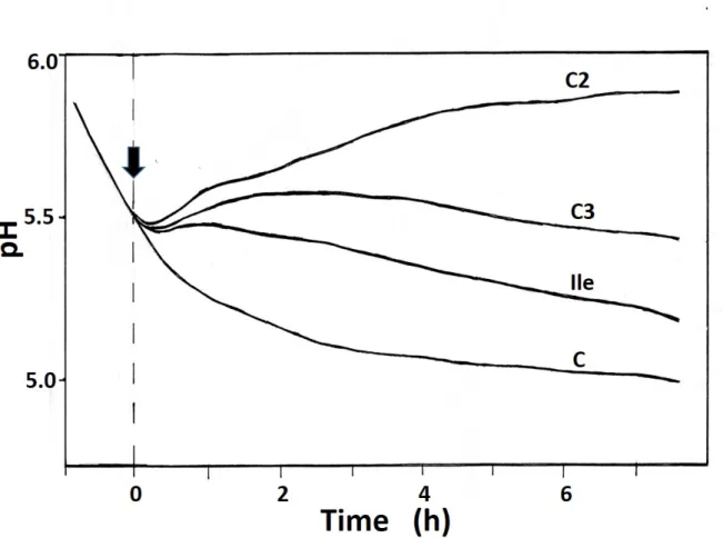 Fig.  3.  Representative  time  courses  of  pH  variations  monitored  in  the  bathing  medium  of  pulvinar  tissues  of  Mimosa  pudica  in  control  (C)  and  in  presence  of  isoleucine  (Ile),  and  unsaturated  amino  acids  (pentenoic  acid  [C2]