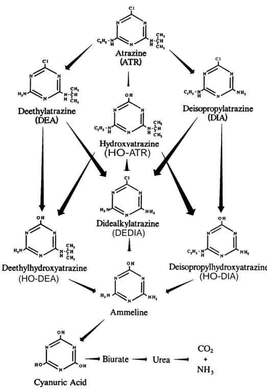 Fig. 1.1  Voies de dégradation de l'atrazine dans les sols (d'après Kruger et al., 1993)