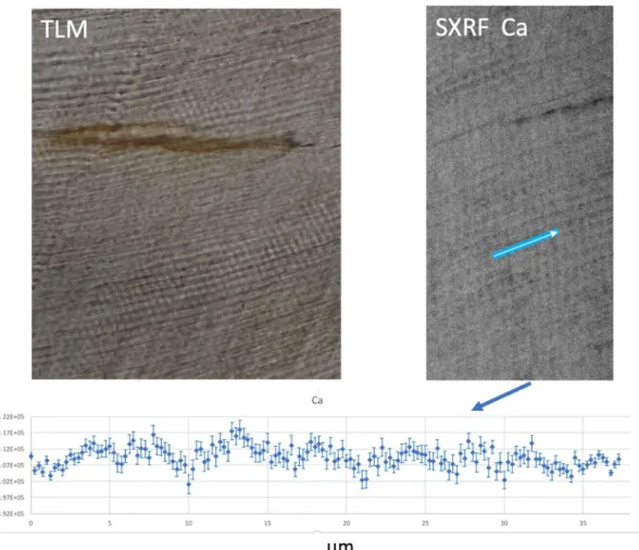 Figure 1.  Transmitted light micrograph (TLM) of cervical enamel in the SK 835 protocone showing a region  with clear daily incremental markings (left image)