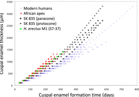 Figure 3.  Plot showing increase of enamel thickness against enamel formation time (days)