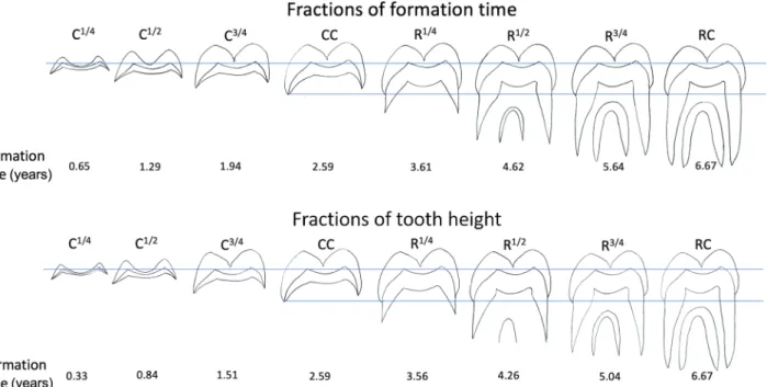 Figure 6.  Diagrammatic representations of a P. robustus M3, based on SK 835, showing successive ¼ fraction  stages of time between crown initiation (Ci) and root completion (RC) as well as ¼ fraction stages of crown  height and root height