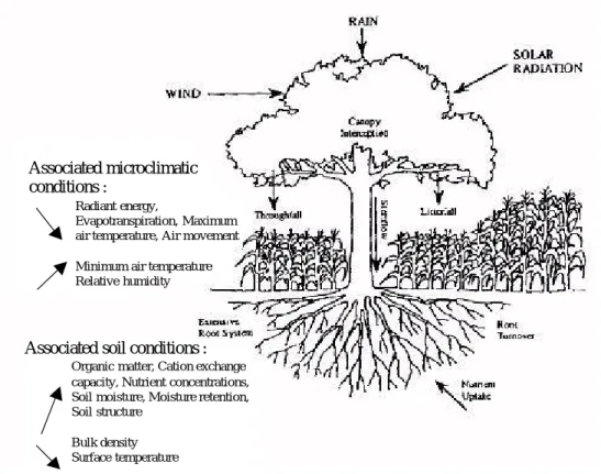 Figure 1.6 : Synthèse des facteurs influençant le fonctionnement du sol sous la canopée d'arbres isolés dans les systèmes agroforestiers mexicains (Farell, 1990, in Rhoades, 1997).